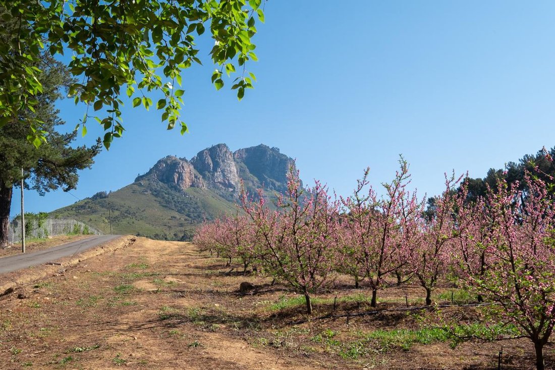 Farm Ranch in Brackenfell South, Cape Town, South Africa 2 - 15881667
