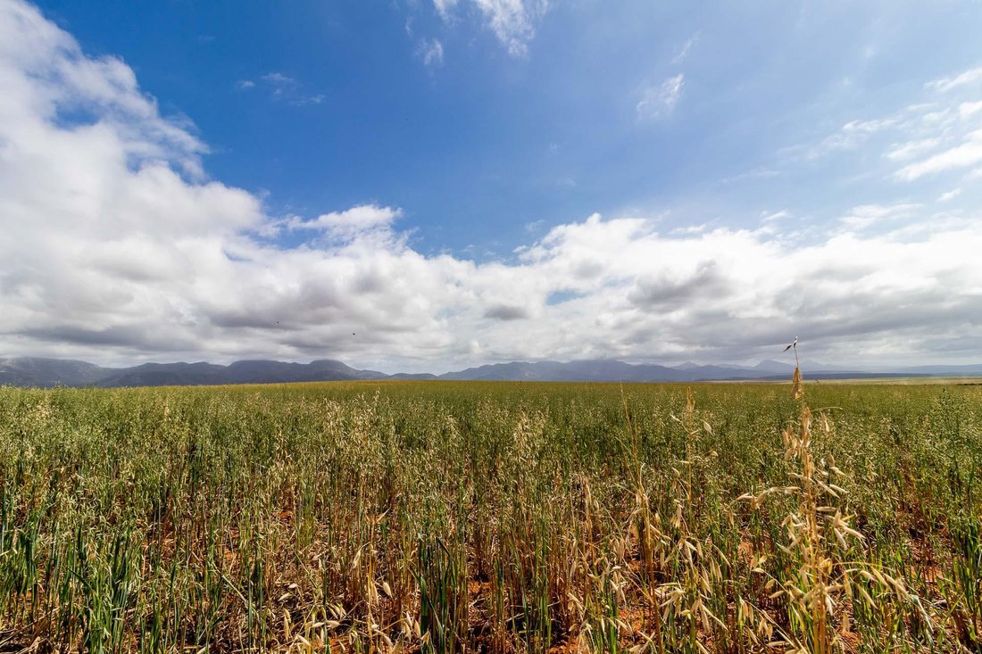 Farm Ranch in Albertinia, Western Cape, South Africa 3 - 15881680