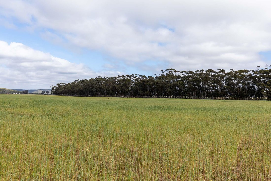Farm Ranch in Vermaaklikheid, Western Cape, South Africa 2 - 15881685