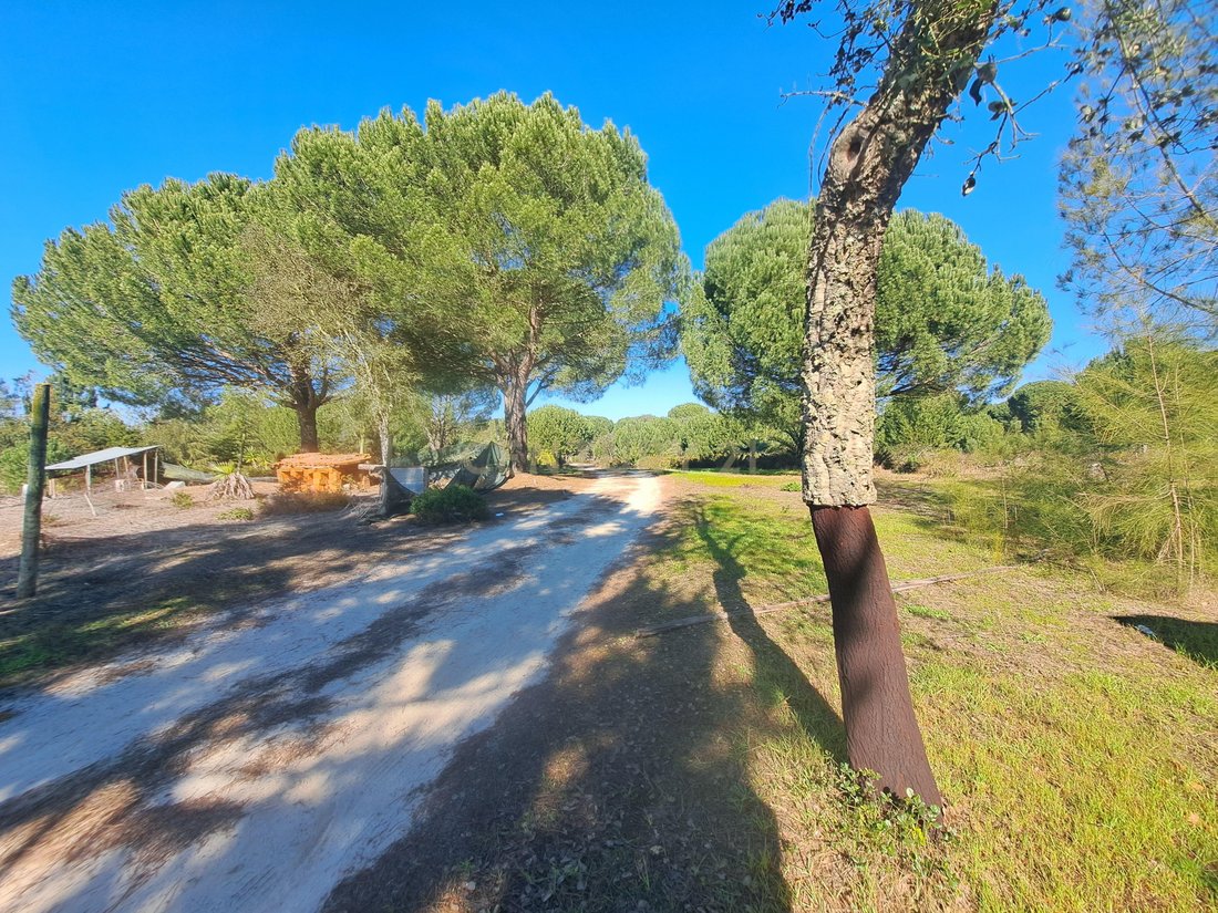 Farm Ranch in Alcacer do Sal, Setubal, Portugal 4 - 12509647