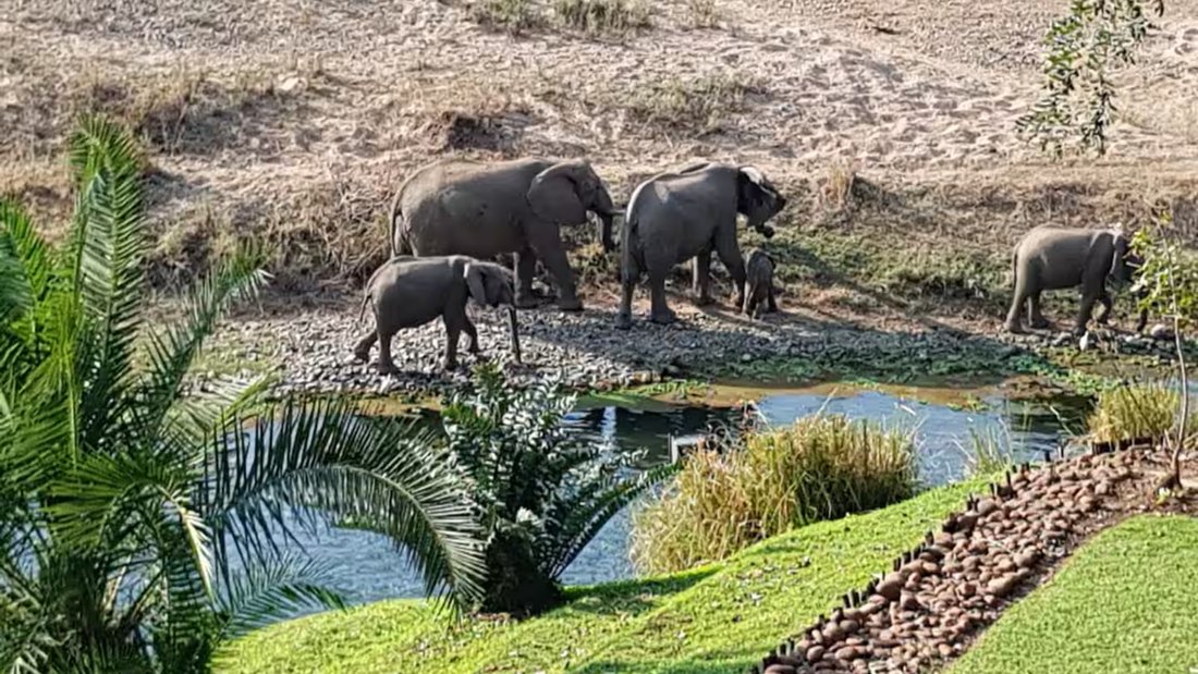 Estate in Malelane, Mpumalanga, South Africa 5 - 15885102