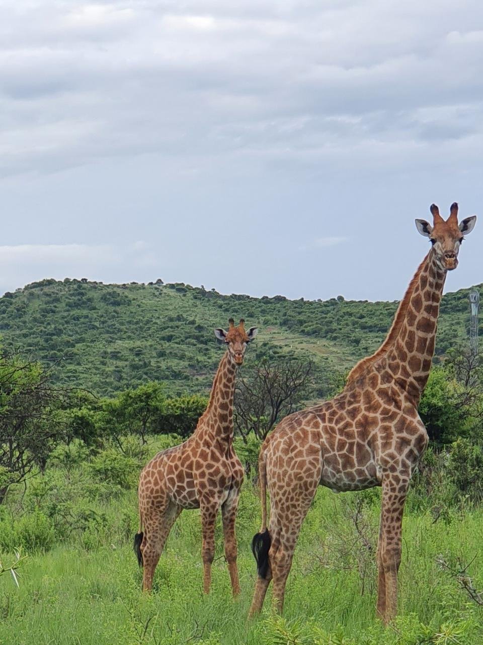 Farm Ranch in Estcourt, KwaZulu-Natal, South Africa 1 - 15900412