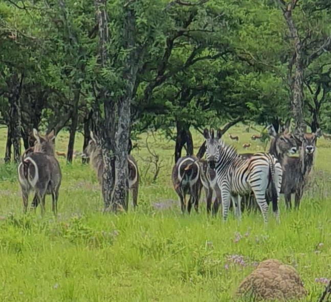 Farm Ranch in Estcourt, KwaZulu-Natal, South Africa 5 - 15900412