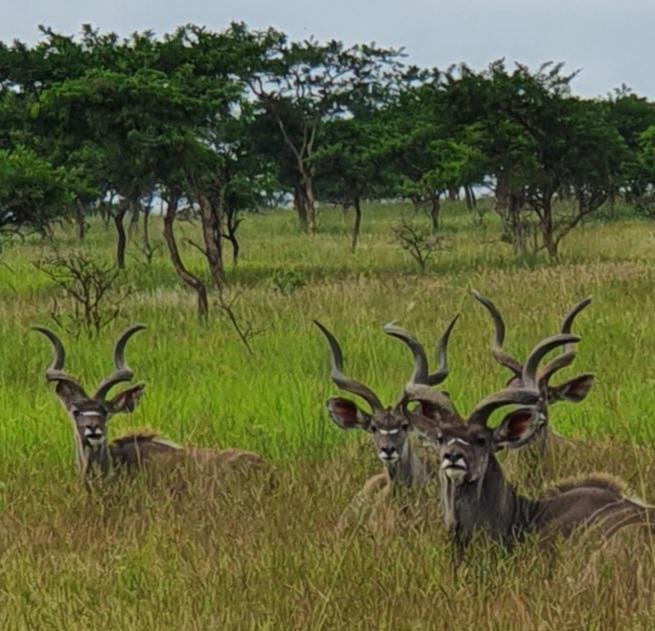 Farm Ranch in Estcourt, KwaZulu-Natal, South Africa 4 - 15900412