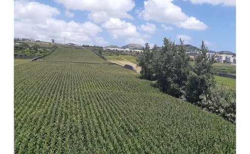 Land in Relva, Azoren, Portugal 1