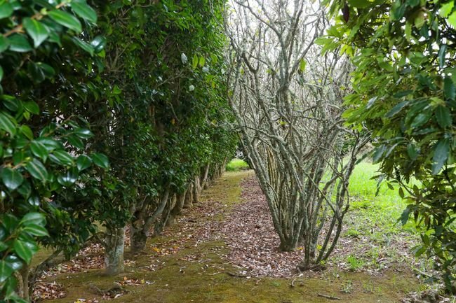 Estate in Ponta Delgada (Sao Sebastiao), Azores, Portugal 4 - 15899598