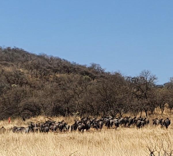 Farm Ranch in Estcourt, KwaZulu-Natal, South Africa 2 - 15900412
