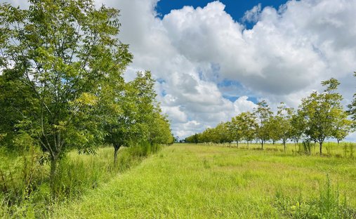 Land for Sale in Attapulgus Georgia - 507x312xc 