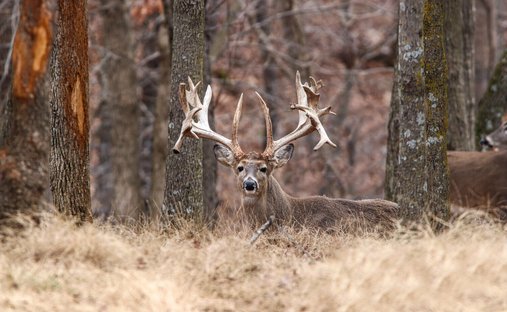 Luxury houses with private airport - 507x312xc 