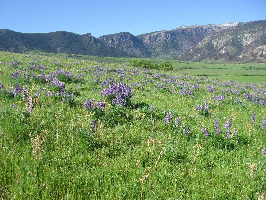 Azienda agricola a Big Horn, Wyoming, Stati Uniti 2 - 15906456