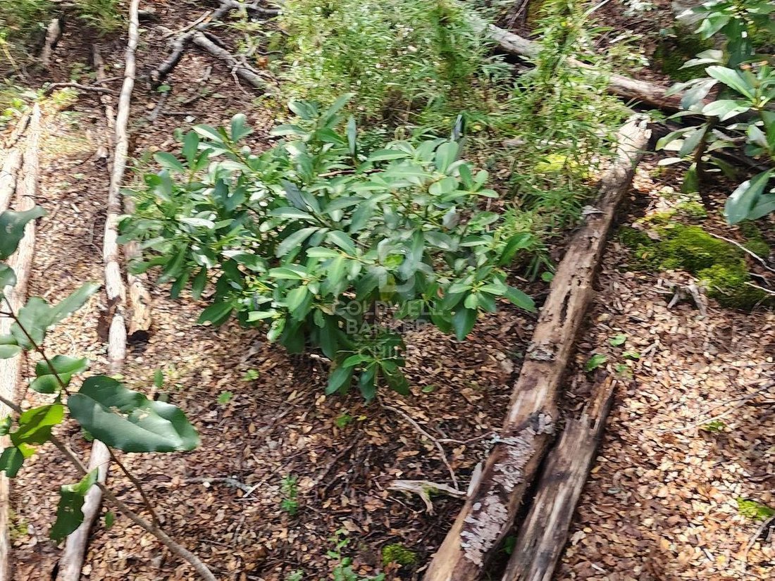 Land in Pucón, Araucania, Chile 4 - 15906890
