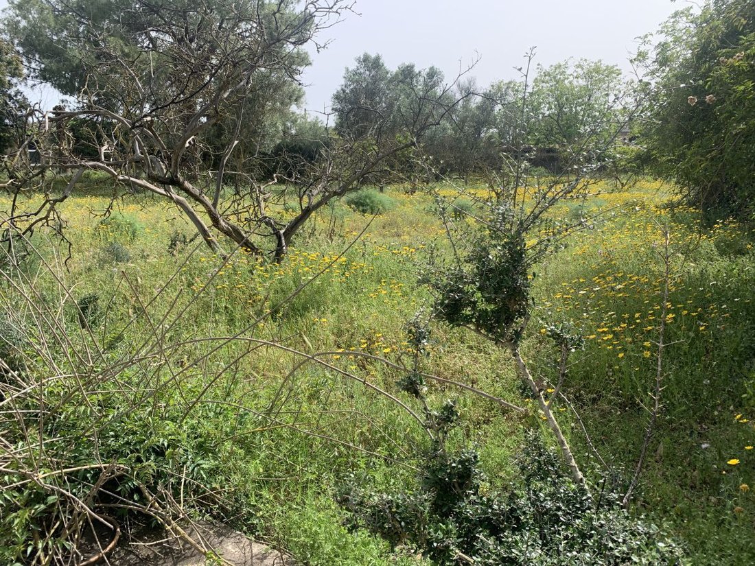 Land in Palma, Balearic Islands, Spain 2 - 15912953