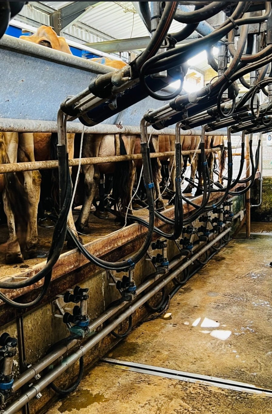 Farm Ranch in Mossel Bay, Western Cape, South Africa 5 - 15906809