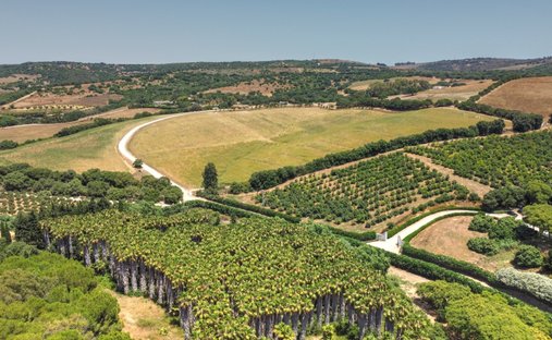 Land in Sotogrande, San Roque, Andalusia 1