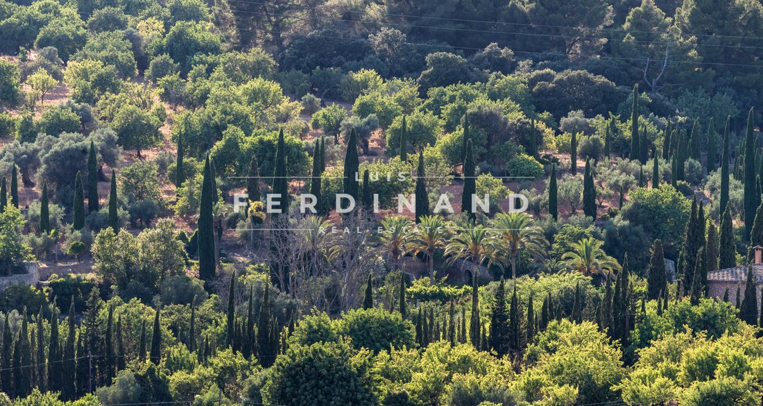 Finca in Palma, Balearic Islands, Spain 5 - 15931338