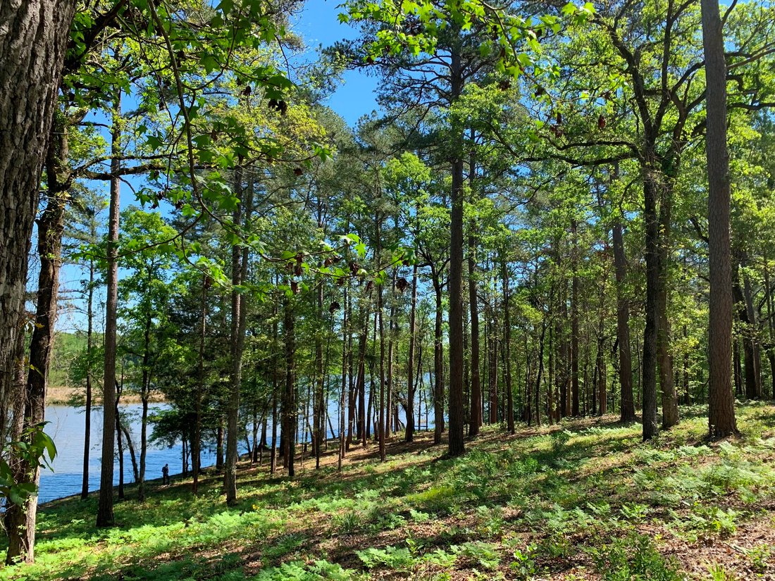Land in Coffee City, Texas, United States 3 - 15934315