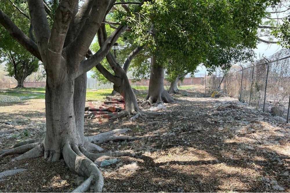Land in Xoxocotla, Morelos, Morelos, Mexico 1 - 15965244