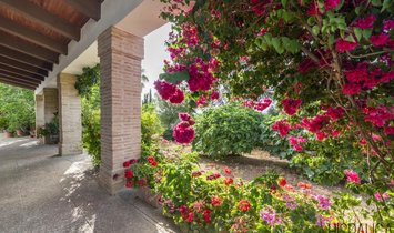 Country House in Penaflor, Andalusia, Spain 1