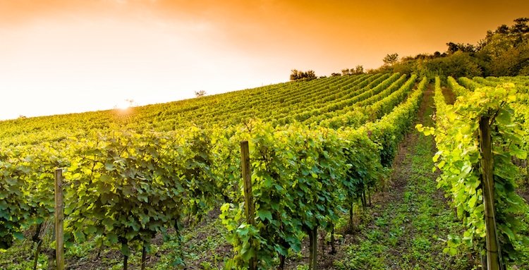 Land in Tregnago, Veneto, Italy 1 - 15968038