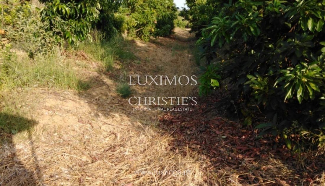 Farm Ranch in Luz de Tavira e Santo Estevao, Algarve, Portugal 4 - 15970772