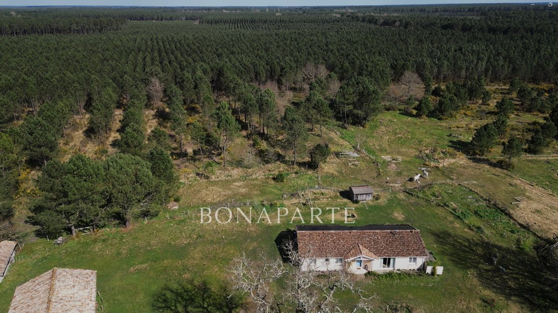 Whispering Pines: A 45-Acre Equestrian Sanctuary in Nouvelle-Aquitaine’s Golden Woods