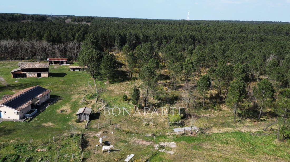 Whispering Pines: A 45-Acre Equestrian Sanctuary in Nouvelle-Aquitaine’s Golden Woods