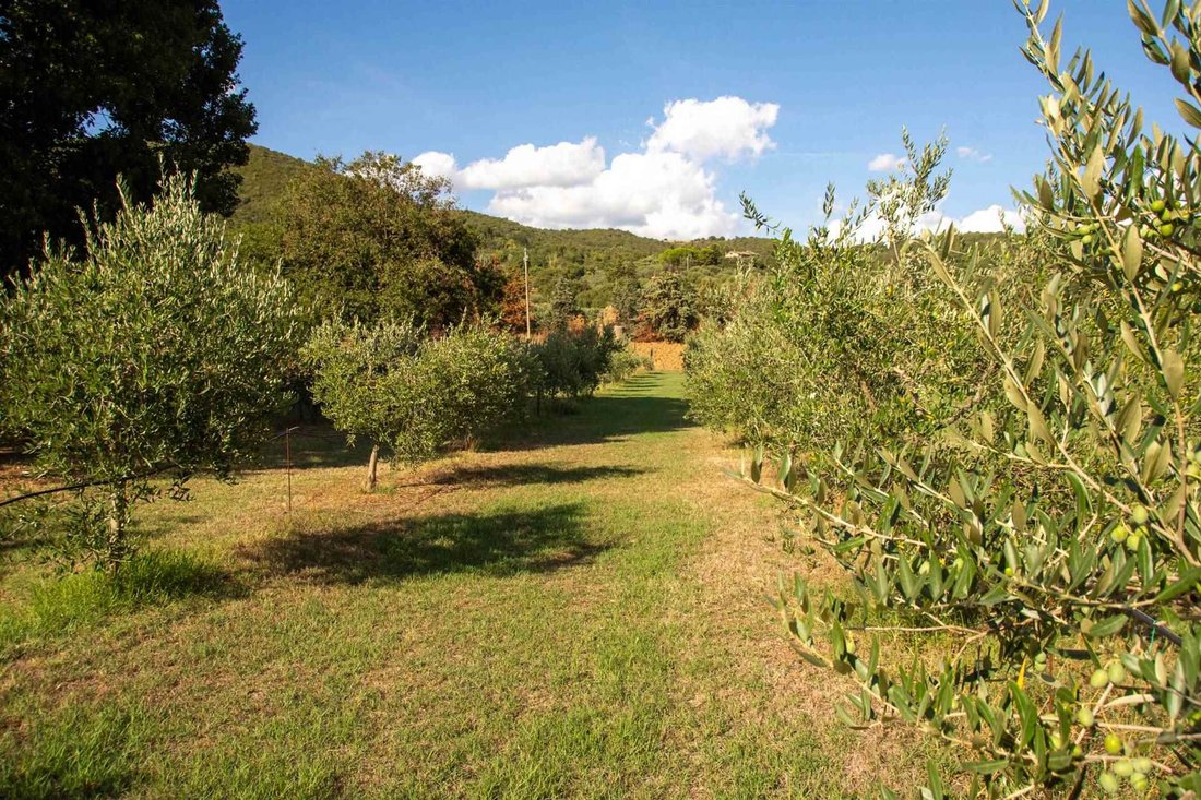 Passignano sul Trasimeno, Umbria, Italy 4 - 15984986
