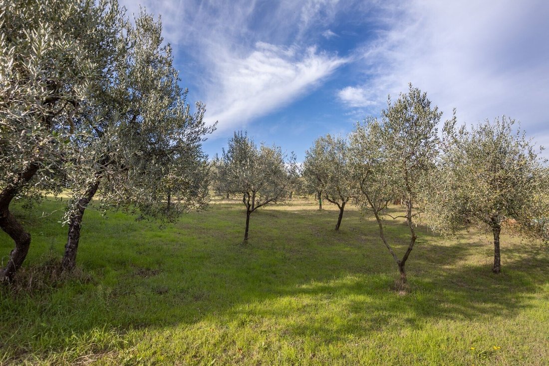 The Oak Palace: A Tuscan Crown of Vineyards, Stone & Sky