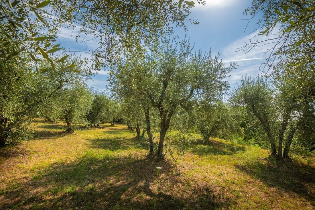 The Oak Palace: A Tuscan Crown of Vineyards, Stone & Sky