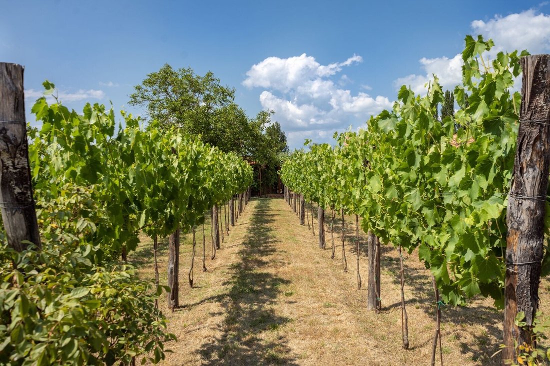The Oak Palace: A Tuscan Crown of Vineyards, Stone & Sky