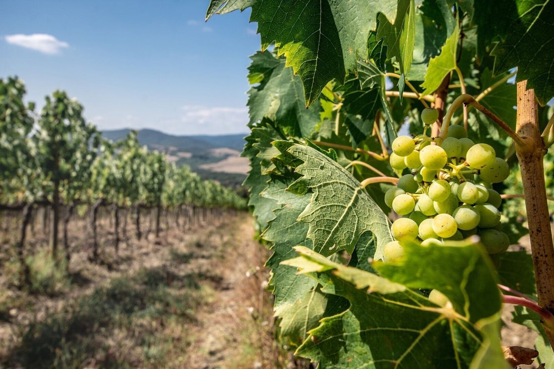 The Oak Palace: A Tuscan Crown of Vineyards, Stone & Sky
