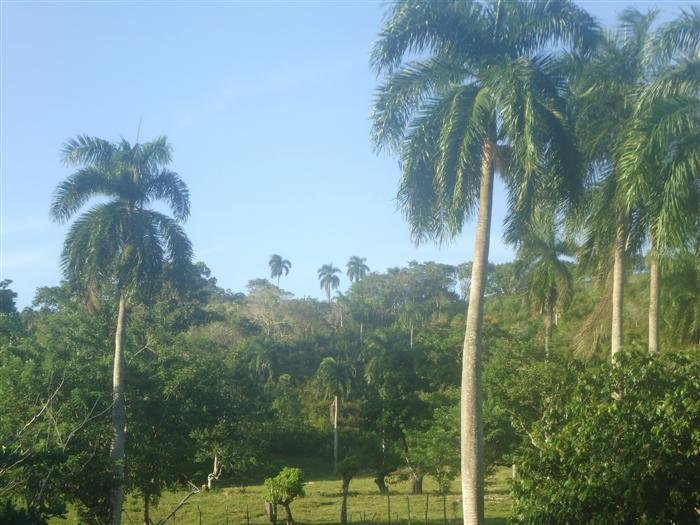Land in Sosúa, Puerto Plata Province, Dominican Republic 4 - 15990458