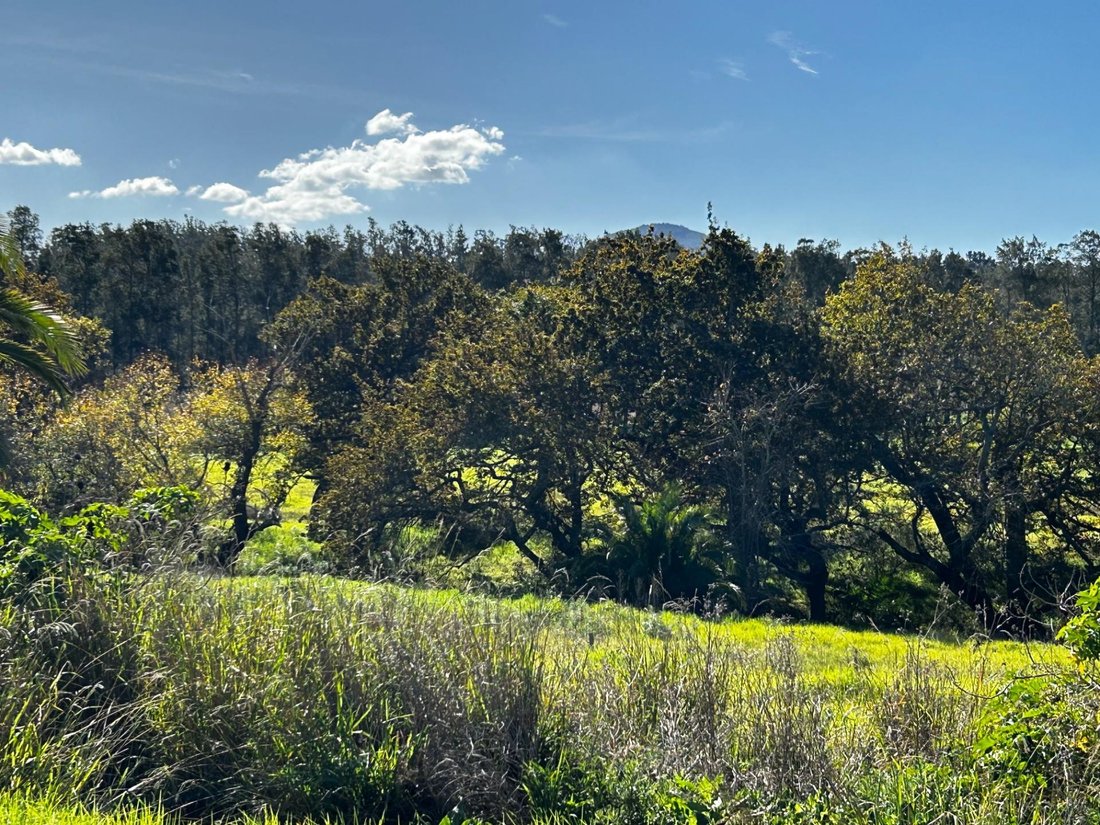 Land in Stellenbosch Farms, Western Cape, South Africa 5 - 15853825