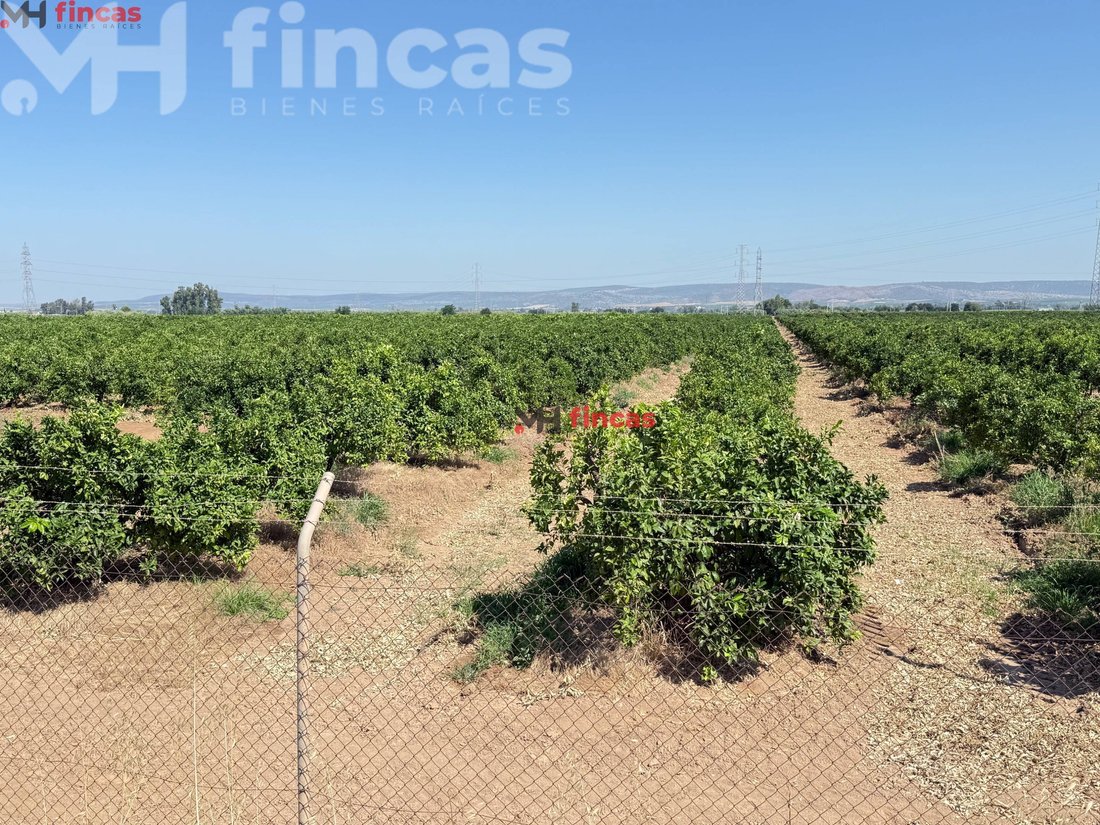 Land in Cantillana, Andalusia, Spain 3 - 15884089