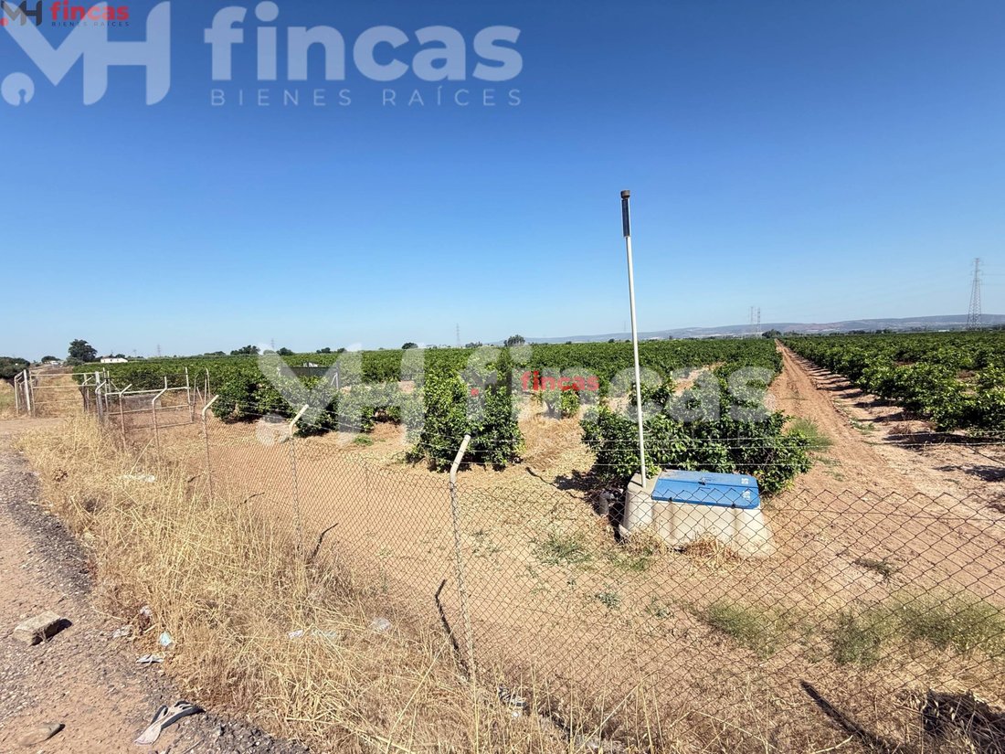 Land in Cantillana, Andalusia, Spain 1 - 15884089