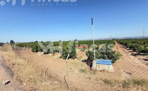 Land in Cantillana, Andalusia, Spain 1