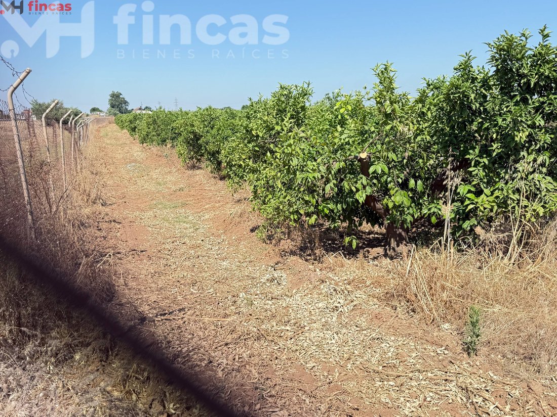 Land in Cantillana, Andalusia, Spain 4 - 15884089