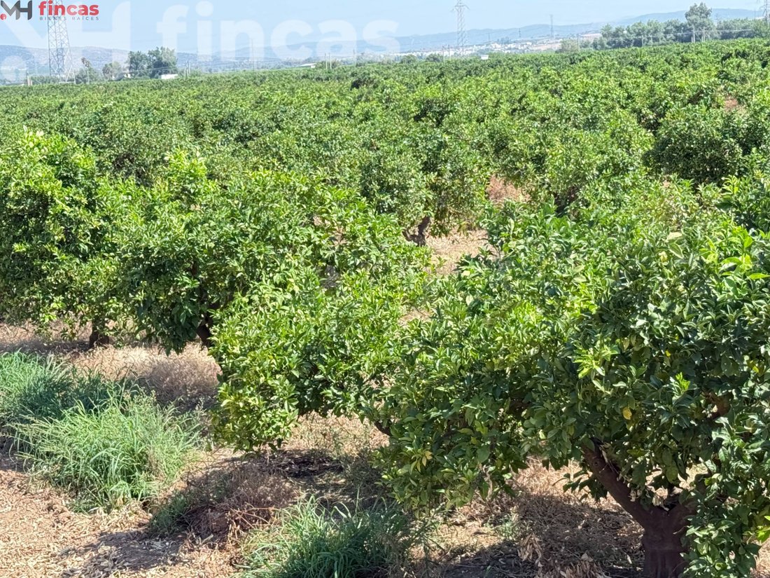 Land in Cantillana, Andalusia, Spain 5 - 15884089