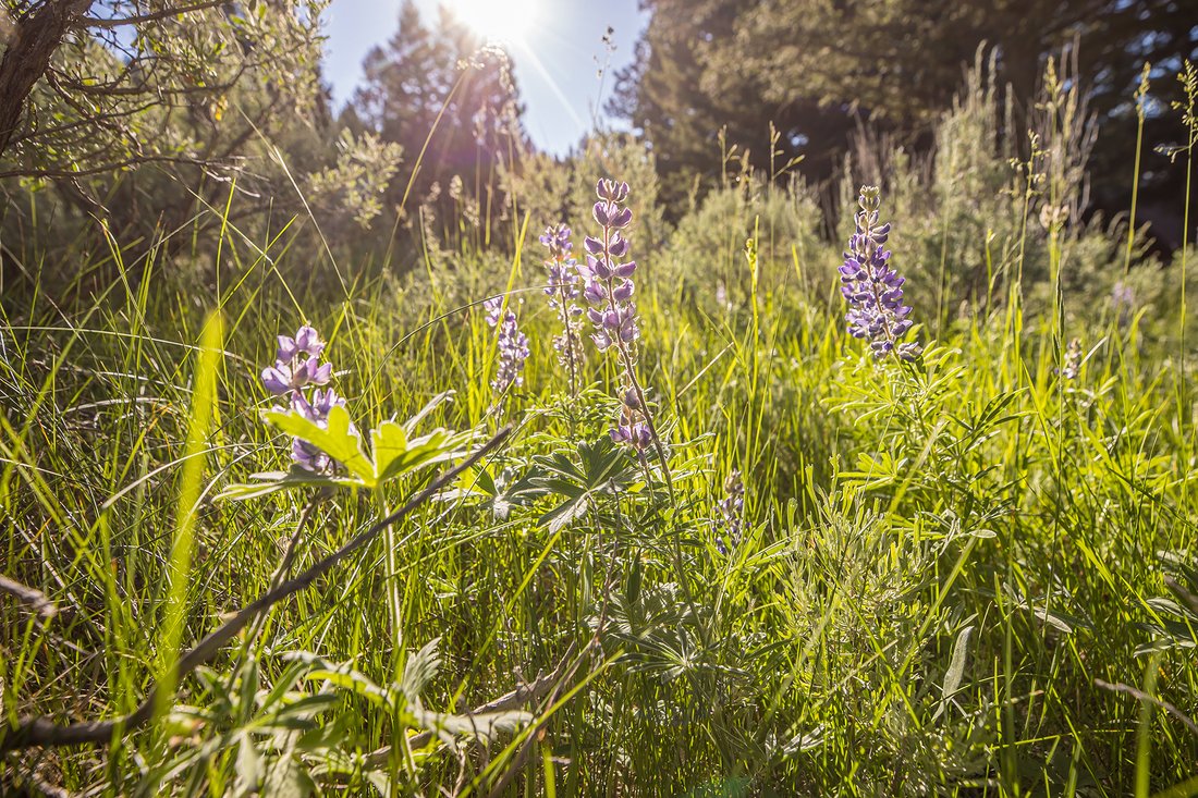 Land in Gallatin Gateway, Montana, United States 5 - 16016067