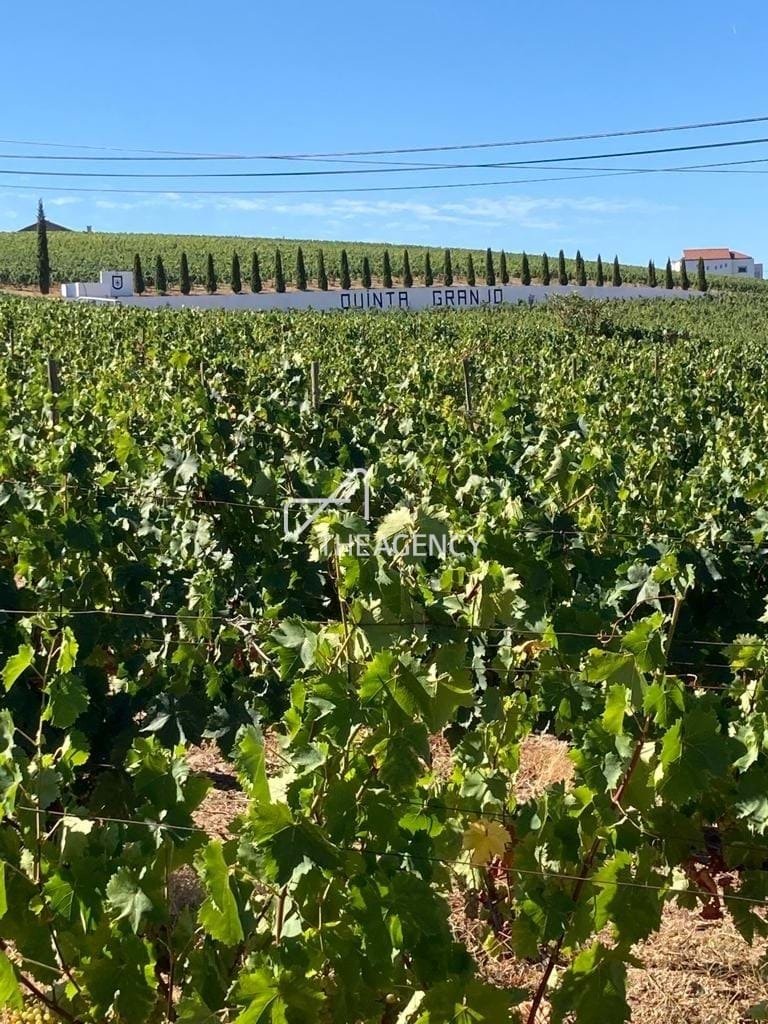 Land in Alijó, Vila Real District, Portugal 3 - 16021305
