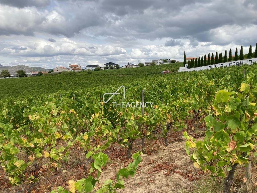 Land in Alijó, Vila Real District, Portugal 5 - 16021305
