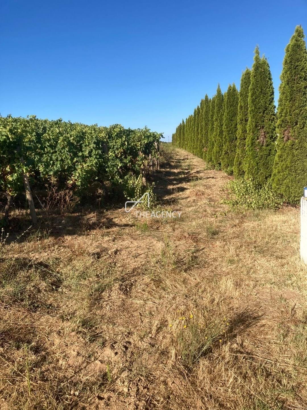 Land in Alijó, Vila Real District, Portugal 2 - 16021305