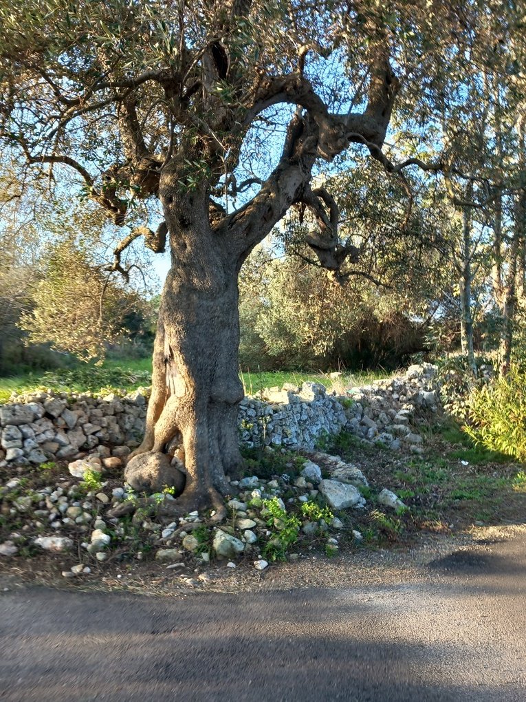 Land in Contrada Guardariello-Giovanni Fasano, Ostuni, Apulia 5 - 12560700