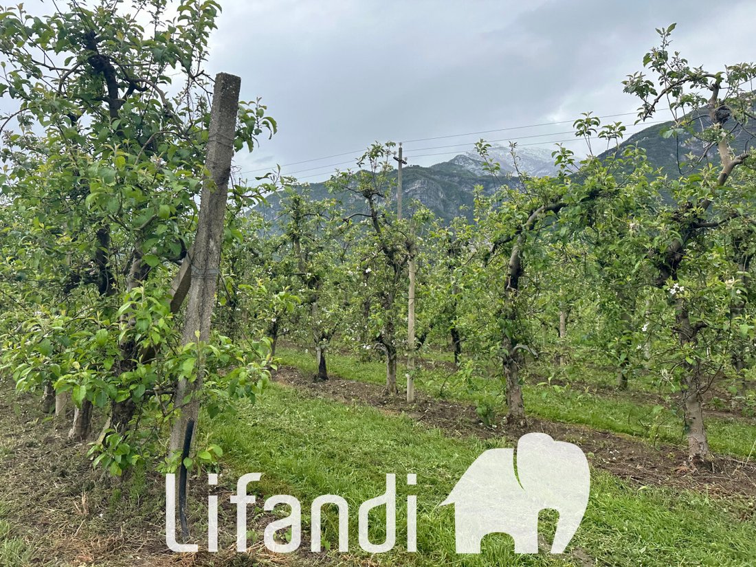 Land in Romagnano - Ravina, Trento, Trentino – Alto Adige/Südtirol 5 - 14147089