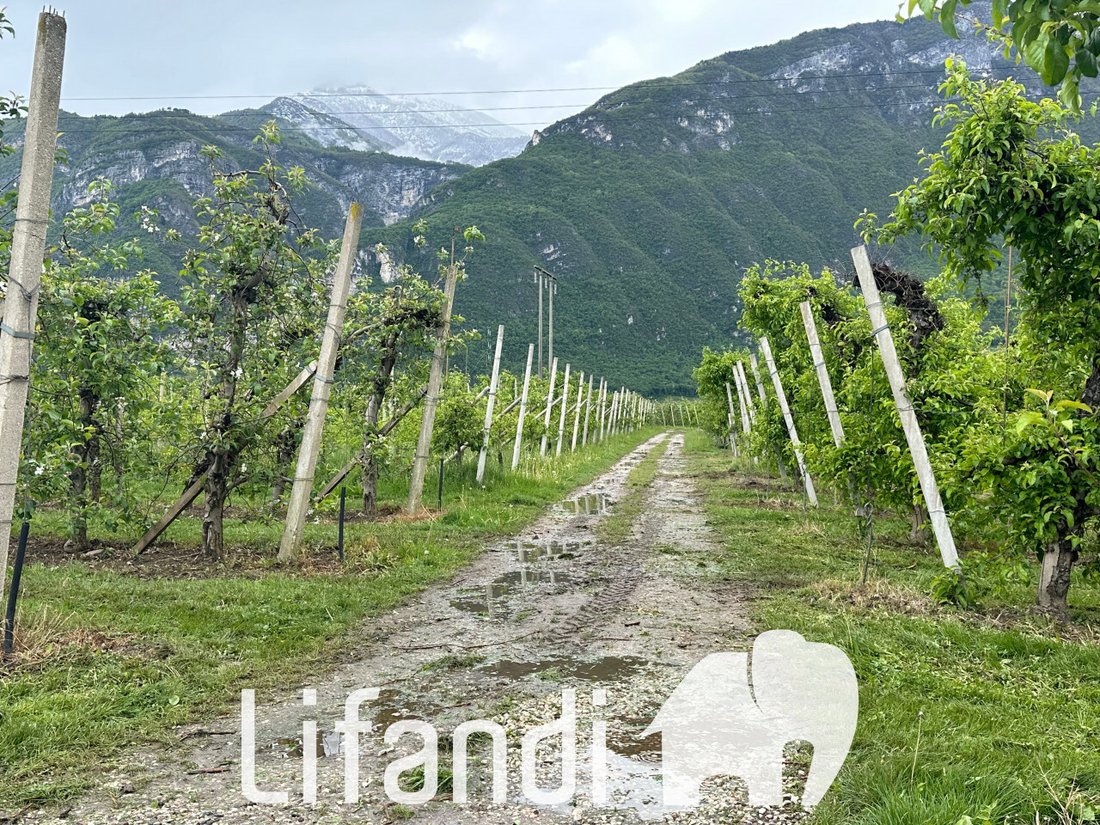 Land in Romagnano - Ravina, Trento, Trentino – Alto Adige/Südtirol 2 - 14147089