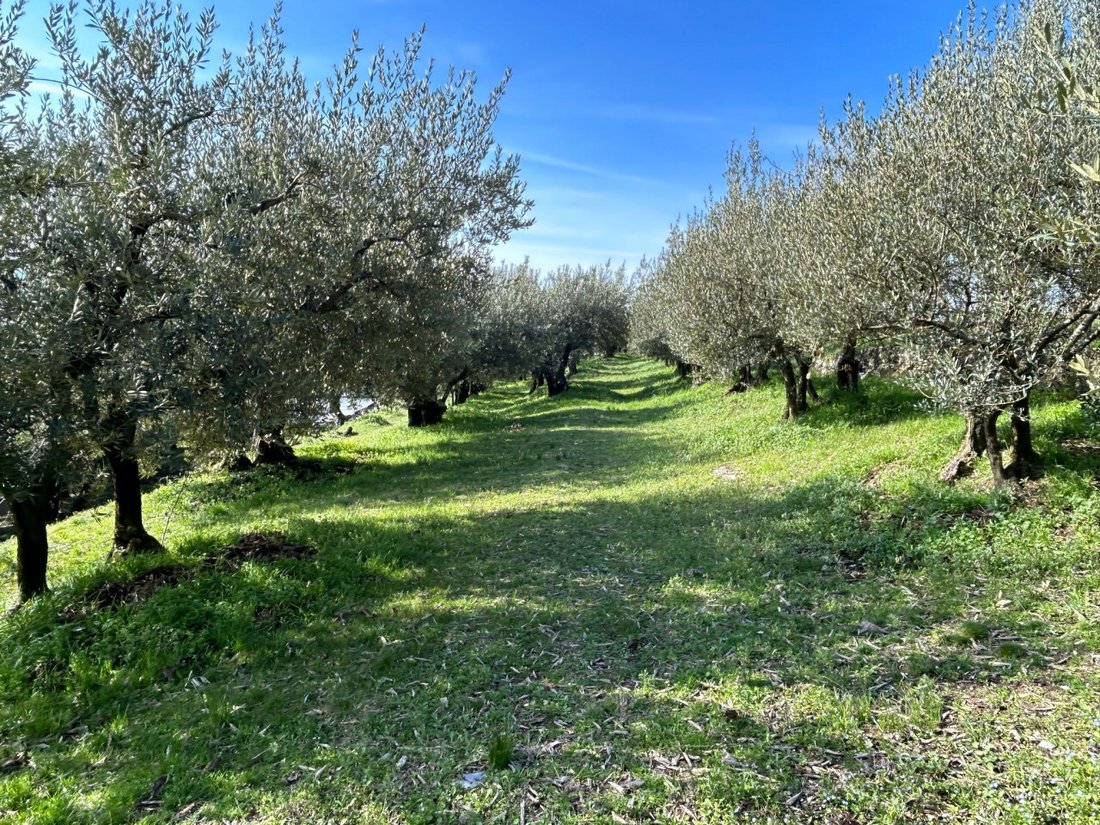 Land in Tregnago, Veneto, Italy 4 - 13918360