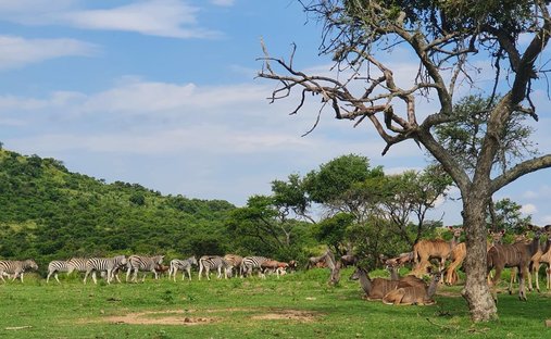 Farm Ranch in Estcourt, KwaZulu-Natal, South Africa 1