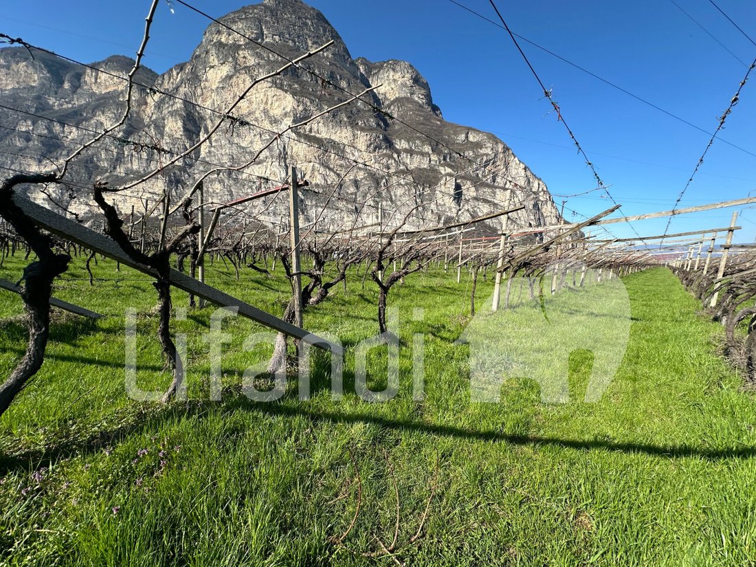 Land in Salorno / Salurn an der Weinstraße, Trentino – Alto Adige/Südtirol, Italy 5 - 15402349