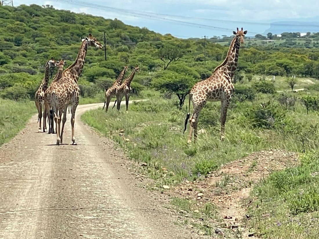 Farm Ranch in Estcourt, KwaZulu-Natal, South Africa 2 - 16022406