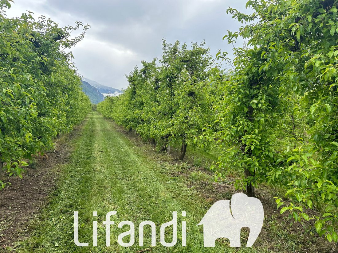 Land in Romagnano - Ravina, Trento, Trentino – Alto Adige/Südtirol 3 - 14147089